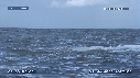 BALEINE A BOSSE, BALEINEAU