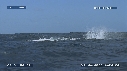 BALEINE A BOSSE, BALEINEAU