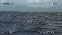 BALEINE A BOSSE