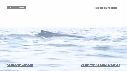 BALEINE A BOSSE