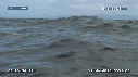 BALEINE A BOSSE