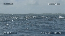 BALEINE A BOSSE
