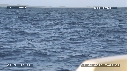 BALEINE A BOSSE
