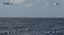 BALEINE A BOSSE