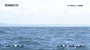 BALEINE A BOSSE