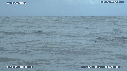 BALEINE, BALEINEAU