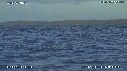 BALEINES, BALEINEAU, ILE