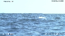 BALEINES, BALEINEAU
