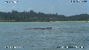 BALEINES, BALEINEAU, ILE