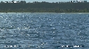 BALEINES, BALEINEAU, ILE