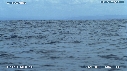 BALEINE, BALEINEAU