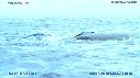 BALEINE, BALEINEAU