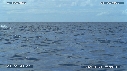 BALEINE A BOSSE