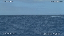BALEINE A BOSSE