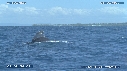 BALEINE A BOSSE, ILE
