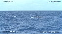 BALEINE A BOSSE