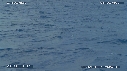 BALEINE A BOSSE, BALEINEAU