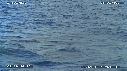 BALEINE A BOSSE, BALEINEAU