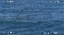 BALEINE A BOSSE, BALEINEAU