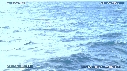 BALEINE A BOSSE, BALEINEAU
