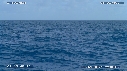 BALEINE A BOSSE, BALEINEAU
