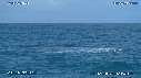 BALEINE A BOSSE, BALEINEAU