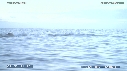 BALEINE A BOSSE, BALEINEAU