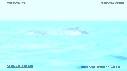 BALEINE A BOSSE