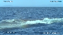 BALEINE A BOSSE