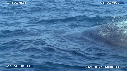 BALEINE A BOSSE