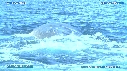 BALEINE A BOSSE