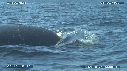 BALEINE A BOSSE