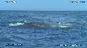 BALEINE A BOSSE