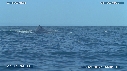 BALEINE A BOSSE