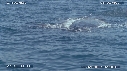 BALEINE A BOSSE, BALEINEAU