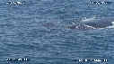 BALEINE A BOSSE, BALEINEAU