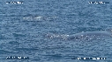 BALEINES A BOSSE, BALEINEAU