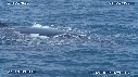 BALEINE A BOSSE, BALEINEAU