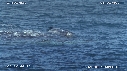 BALEINE A BOSSE, BALEINEAU