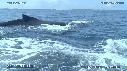 BALEINES A BOSSE, BALEINEAU