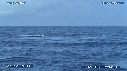 BALEINE A BOSSE, BALEINEAU