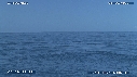 BALEINE A BOSSE, BALEINEAU