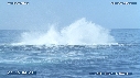 BALEINE A BOSSE, BALEINEAU
