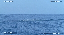 BALEINE A BOSSE, BALEINEAU