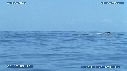 BALEINE A BOSSE, BALEINEAU