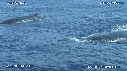 BALEINE A BOSSE