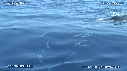 BALEINES A BOSSE, BALEINEAU, REMORAS