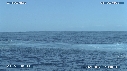 BALEINE A BOSSE