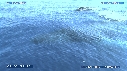 BALEINE A BOSSE, BALEINEAU