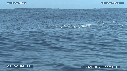 BALEINE A BOSSE, BALEINEAU